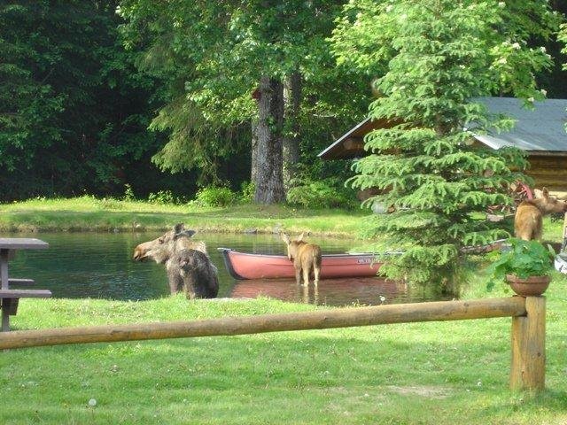 Calf wants a ride in the canoe.